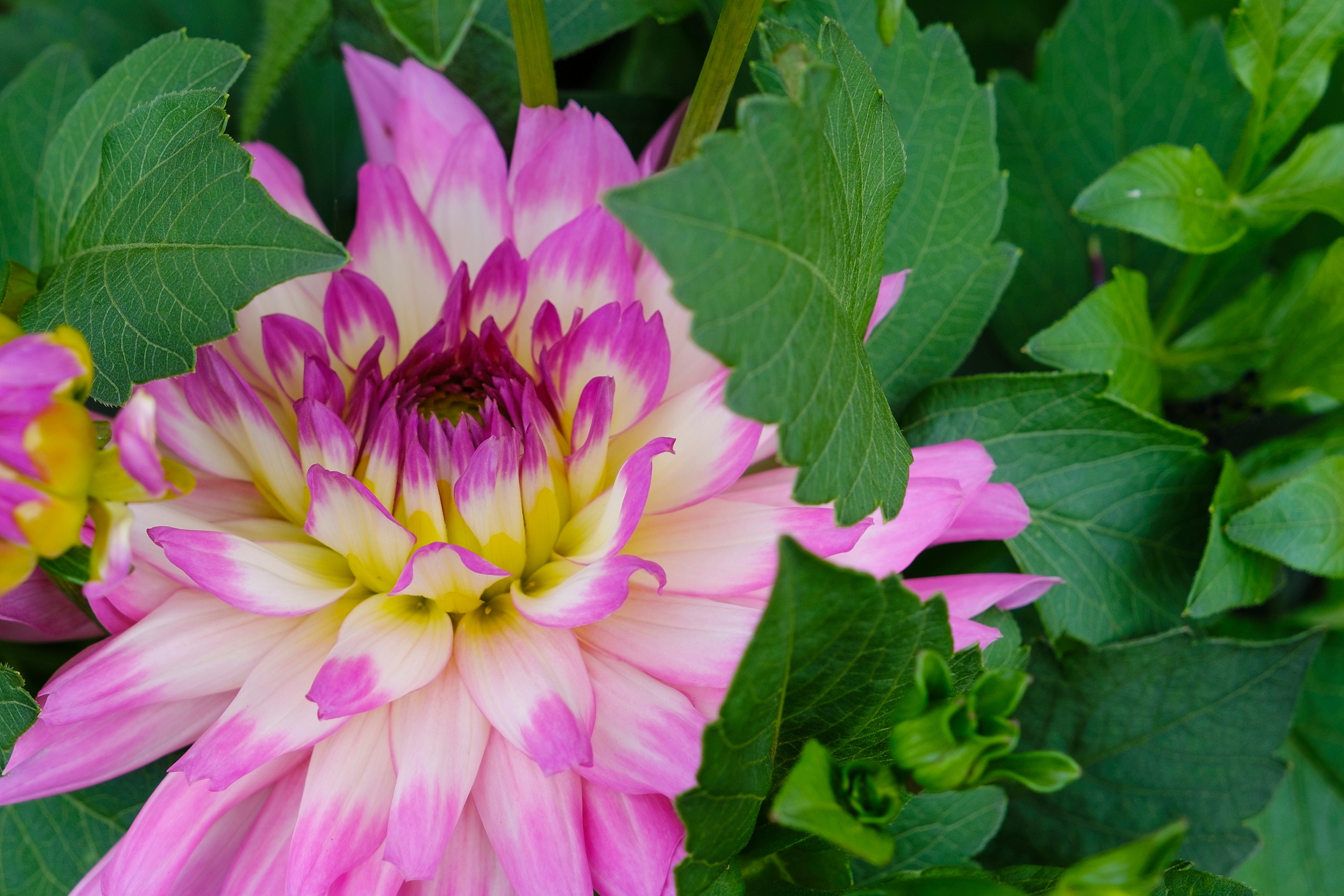 En rosa blomst med grønne blader