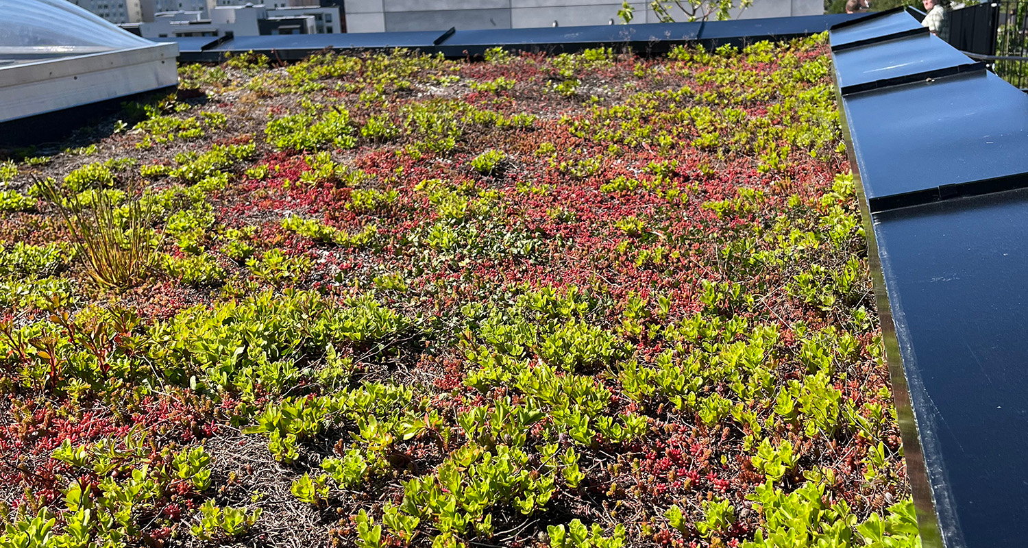 Ekstensivt grønt tak dekket med planter.