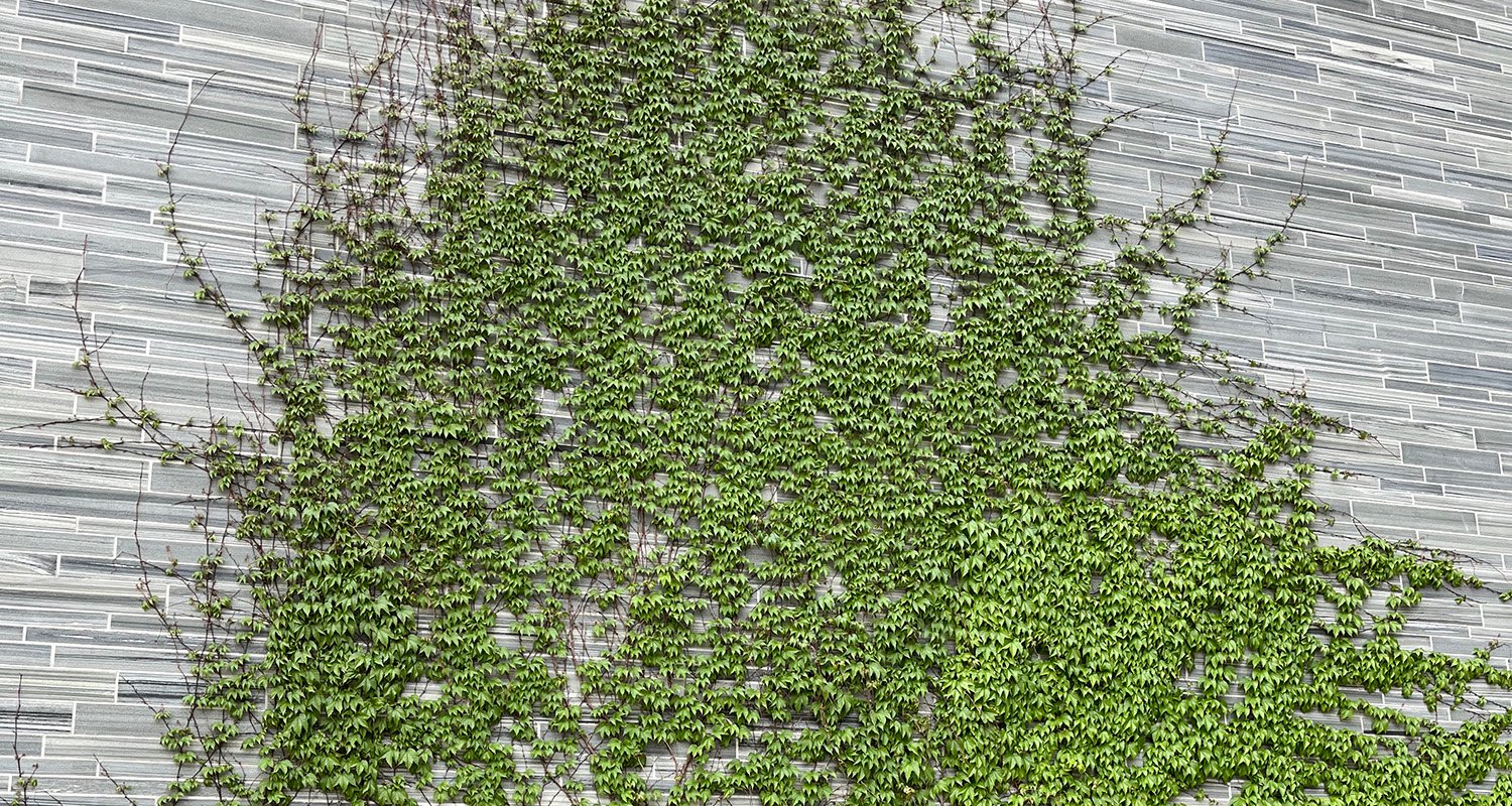 Grønne fasader med selvklatrende planter.