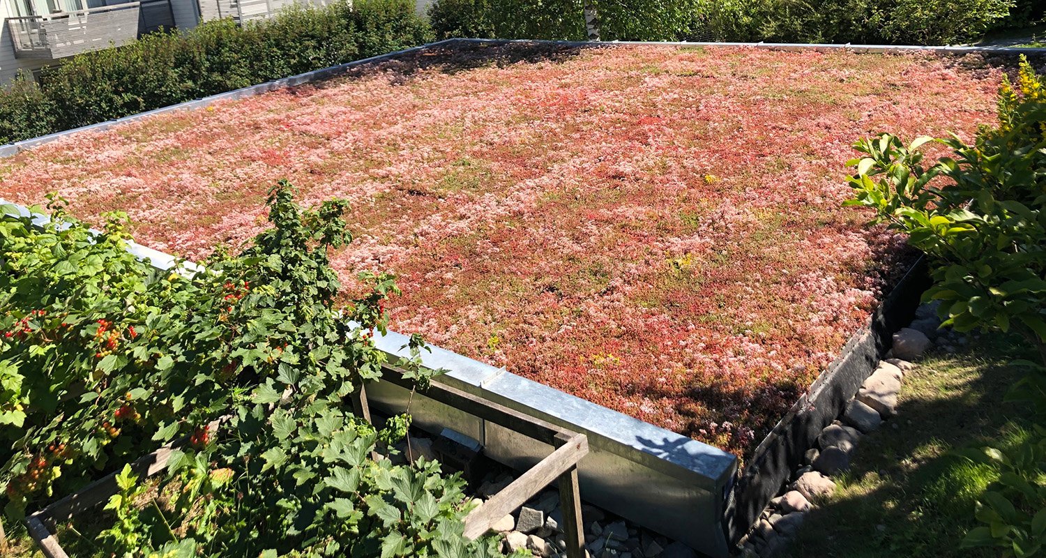 Bildet viser et grønt tak dekket med bergknapparter.