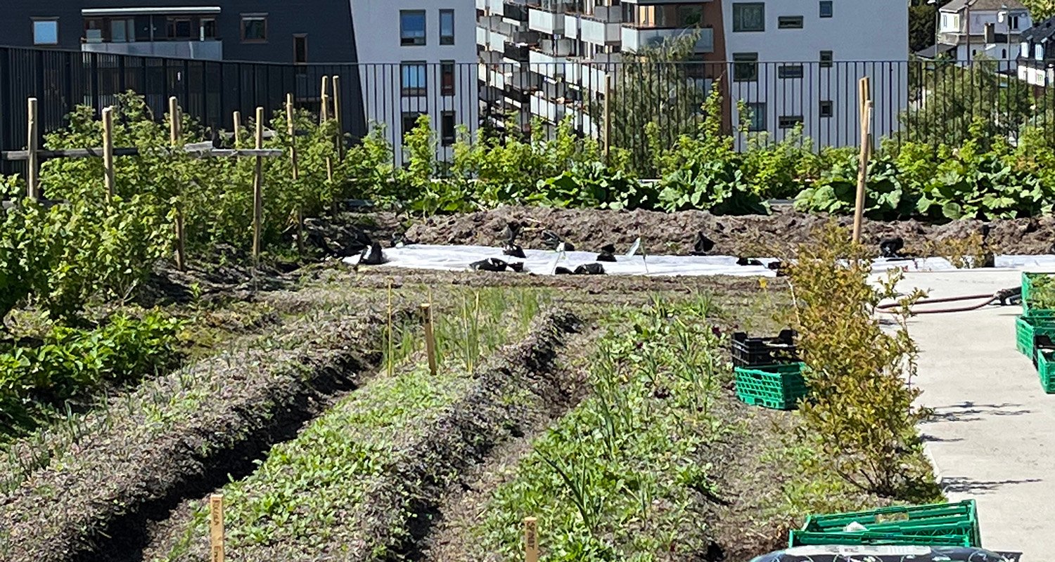 Bildet viser et tak brukt til flerbruks- takhage.