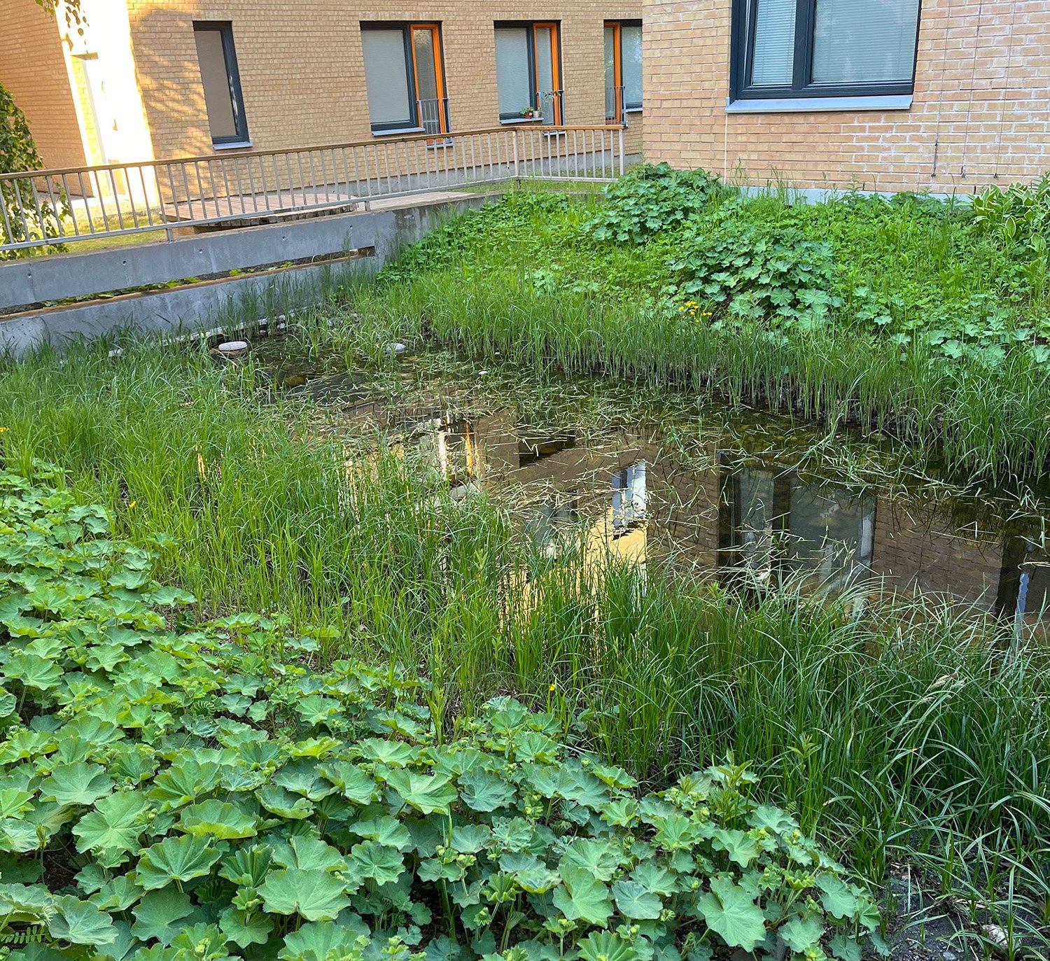 Overvannsdam med grønne planter langs kanten. 